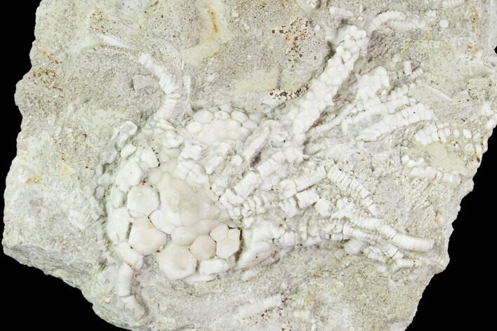 Crinoid (Eretmocrinus) Fossil on Rock - Gilmore City, Iowa #102956